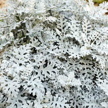 Load image into Gallery viewer, Cineraria Martimia Silver Dust - 
