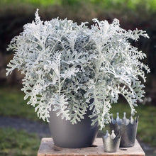 Load image into Gallery viewer, Cineraria Martimia Silver Dust 
