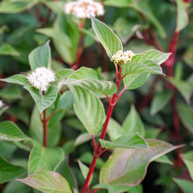 Cornus Alba Sibirica Dogwood Plant