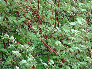 Cornus Alba Sibirica Dogwood Plant