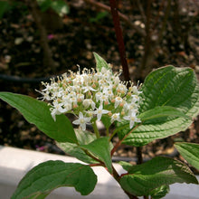 Load image into Gallery viewer, Cornus Alba Sibirica Dogwood flowers
