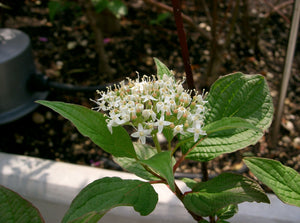 Cornus Alba Sibirica Dogwood Plant