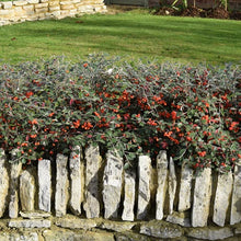 Load image into Gallery viewer, Cotoneaster Franchetii hedging plant

