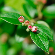 Load image into Gallery viewer, Cotoneaster Franchetii
