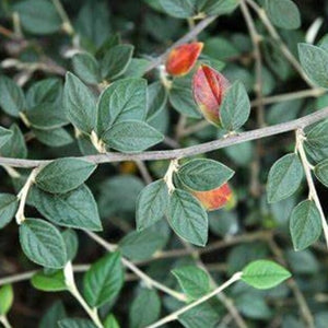 Cotoneaster Franchetii