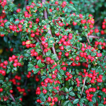 Load image into Gallery viewer, Cotoneaster Horizontalis Autumn Bush
