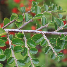 Load image into Gallery viewer, Cotoneaster Horizontalis Berberis Hedging plant
