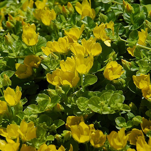 yellow flower succulent ground cover Lysimachia Nummularia- Creeping Jenny 1.5 Litre Pot – Garden City Cymru