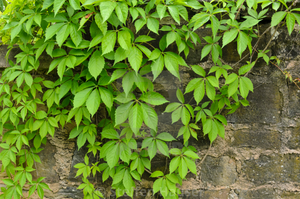 Parthenocissus Quinquefolia -  Creeping Virginia - Five leaved Ivy