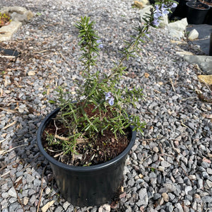 Rosemary Sudbury Blue potted plant