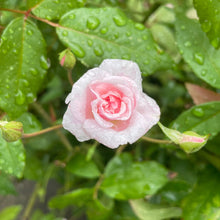 Load image into Gallery viewer, City of London Rose - pink scented rose plant
