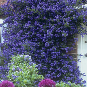 Ceanthus Standard Californian Lilac 