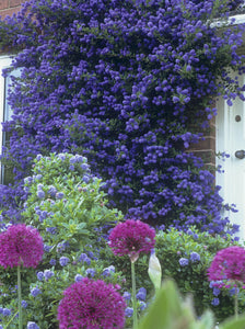Ceanthus Standard Californian Lilac 