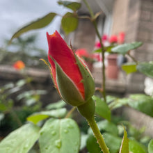 Load image into Gallery viewer, Piccadilly Bio Colour Rose 
