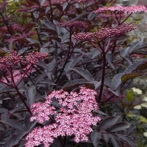 European Black Elderberry Black tree