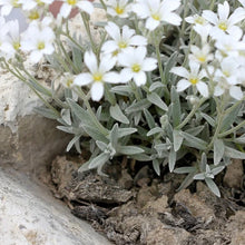 Load image into Gallery viewer, Snow in the summer - Trailing plant
