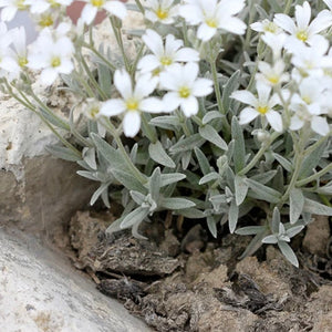 Snow in the summer - Trailing plant