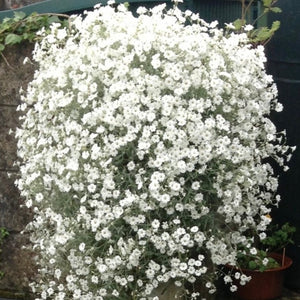 Cerastium Tomentosum  -  Snow in the summer  Evergreen Trailing plant