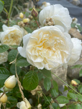 Load image into Gallery viewer, Claire Austin Rambling Rose
