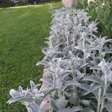 Load image into Gallery viewer, Stachys Byzantina - Lambs Ears-  Silver Carpet
