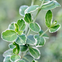 Load image into Gallery viewer, Euonymus &#39;Emerald Gaiety&#39; - Winter Creeper -
