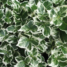 Load image into Gallery viewer, Euonymus &#39;Emerald Gaiety&#39; - Winter Creeper 
