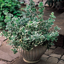 Load image into Gallery viewer, wintercreeper euonymus
