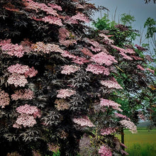 Load image into Gallery viewer, European Black Elderberry Black shrub
