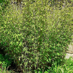 Fargesia Rufa Clumping Bamboo