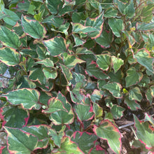 Load image into Gallery viewer, Houttuynia Cordata Chameleon - Fish leaf - Ground cover plant
