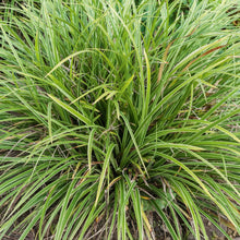 Load image into Gallery viewer, Carex Morrowii Ice Dance Ornamental Grass
