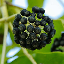 Load image into Gallery viewer, Fatsia Berries
