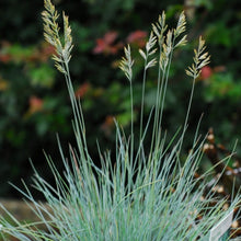 Load image into Gallery viewer, Festuca Glauca Blue Grass Flowering
