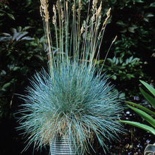 Load image into Gallery viewer, Festuca Glauca ~Blue Mountain Grass 
