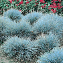 Load image into Gallery viewer, Festuca Glauca - Blue Mountain Grass x 2 Pack
