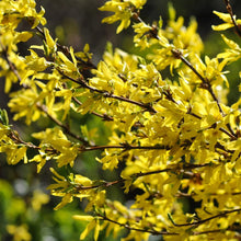 Load image into Gallery viewer, Forsythia X Intermedia Goldrausch
