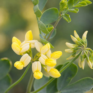 Cornilla Glauca - Winter Flowering Evergreen Shrub