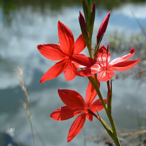 Hesperanthera Coccinea - River Lily -