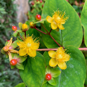 Hypericum Androsaemum - St John's Wort flowers