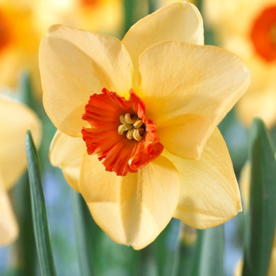Narcissi Alturist - Daffodil Alturist spring bulbs