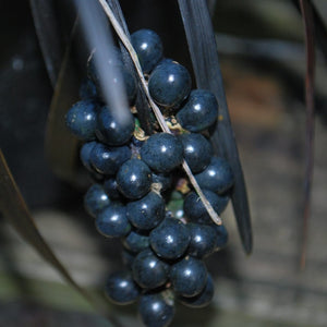 Ophiopogon Planiscapus 'Nigrescens' Black ornamental grass