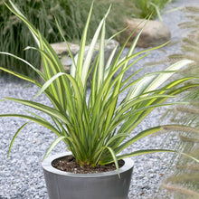 Load image into Gallery viewer, Phormium Cookianum Subsp. Hookeri &#39;Cream Delight&#39;  
