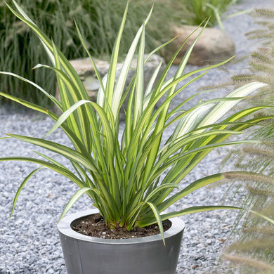Phormium Cookianum Subsp. Hookeri 'Cream Delight'  