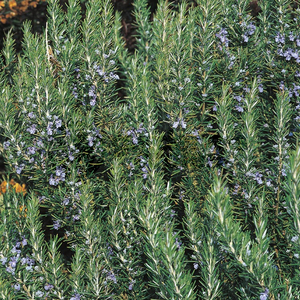 Rosemary - Sudbury Blue -  Blue flowering Evergreen Herb