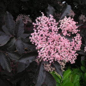 European Black Elderberry