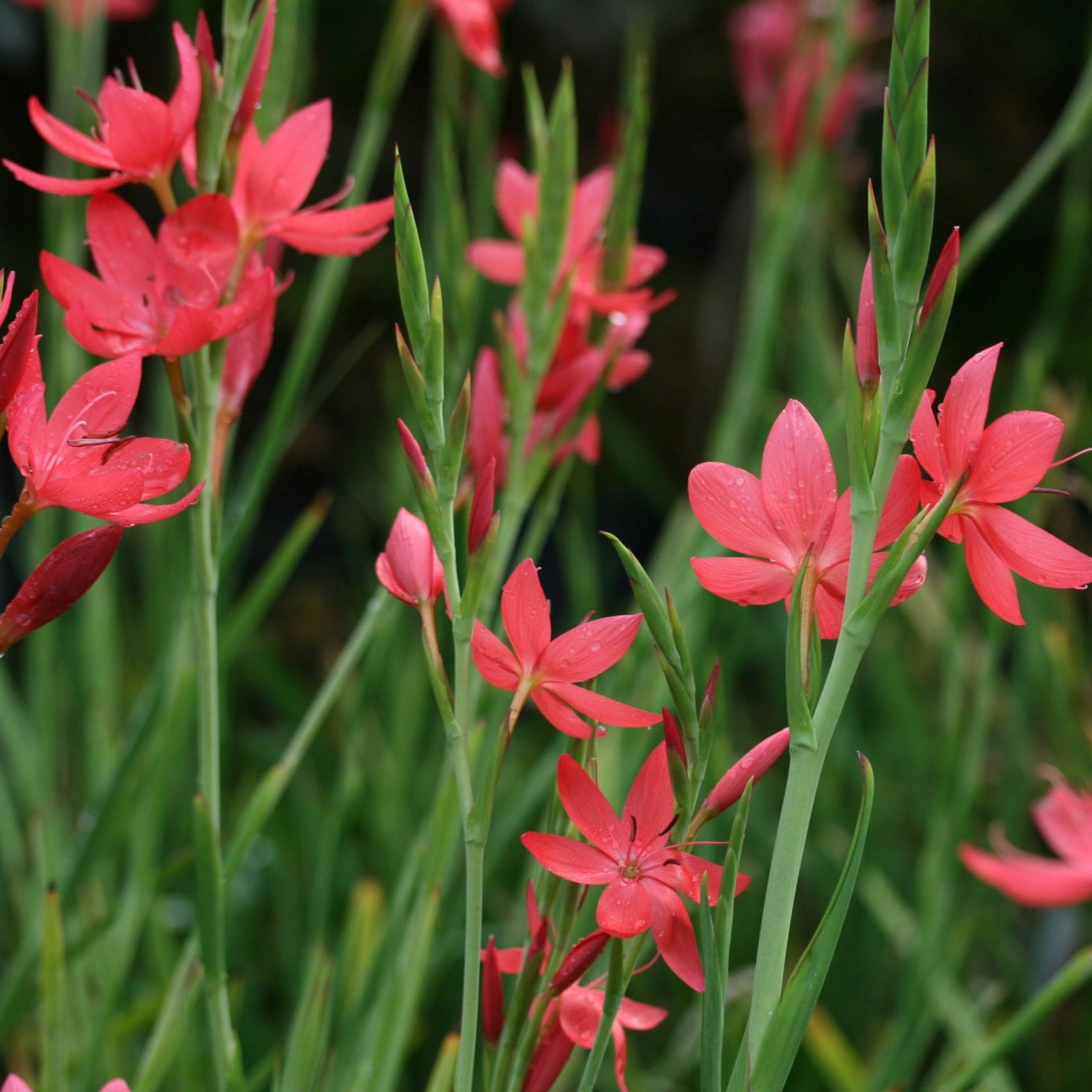 river lily flower Hesperanthera Coccinea