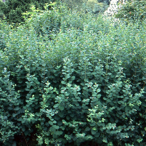 Symphoricarpos Albus - Common Snowberry Bush