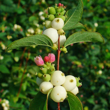 Load image into Gallery viewer, Symphoricarpos Albus - Common Snowberry Bush
