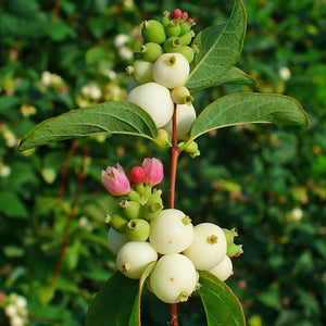 Symphoricarpos Albus - Common Snowberry Bush