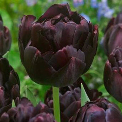 Tulip Black Hero spring bulbs